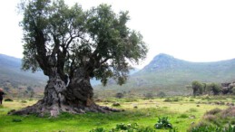 ZEYTİNDE DE OYUN MU?