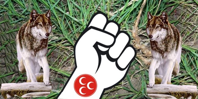 Ayrık Otları Yeşermeye Başladı