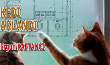 Kedi aklandı    