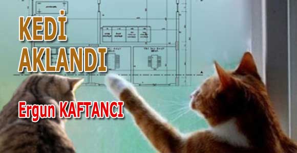 Kedi aklandı    