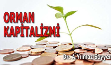 ORMAN KAPİTALİZMİ