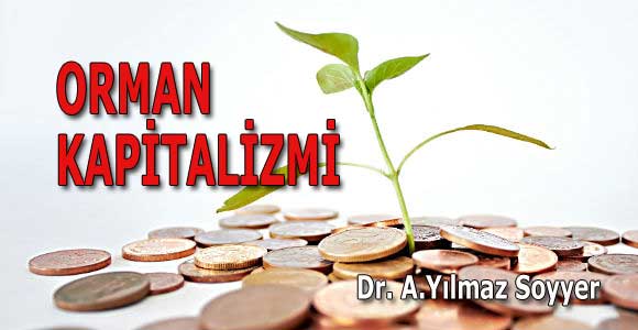 ORMAN KAPİTALİZMİ