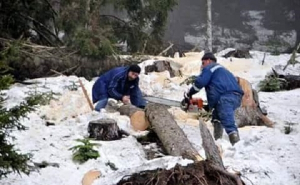 CERATTEPE’DE BARİKATLAR DAĞITILDI, AĞAÇ KATLİAMI BAŞLADI