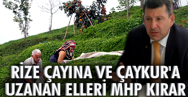 RİZE ÇAYINA VE ÇAYKUR’A UZANAN ELLERİ MHP KIRAR