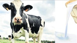 Süt piyasası ‘toz’ duman!