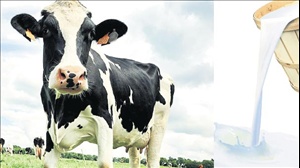 Süt piyasası ‘toz’ duman!