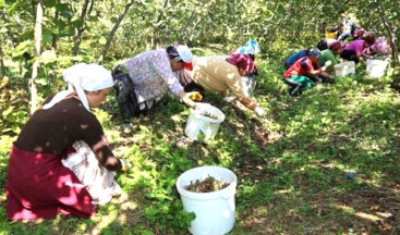 KARADENİZ, VARLIĞINA (FINDIĞINA) SAHİP ÇIKSIN!