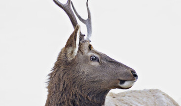 5 Ways Animals Will Help You Get More Business