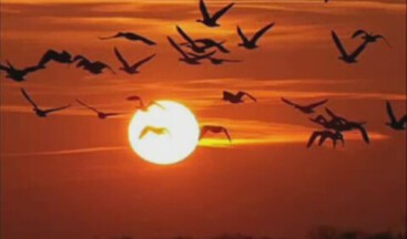 NEYLEYİM BOZUK İŞTE…