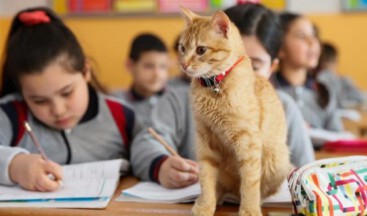 Kedi ‘Tombi’ sınıfa döndü