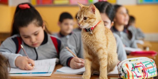 Kedi ‘Tombi’ sınıfa döndü