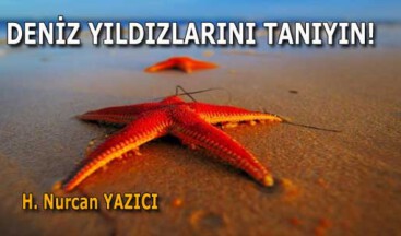 DENİZ YILDIZLARINI TANIYIN!