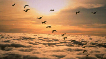 GÖKYÜZÜNÜN GÖÇERLERİ