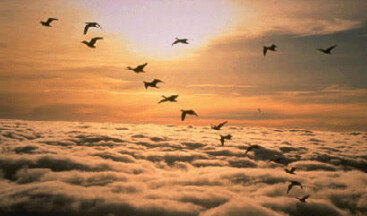 GÖKYÜZÜNÜN GÖÇERLERİ