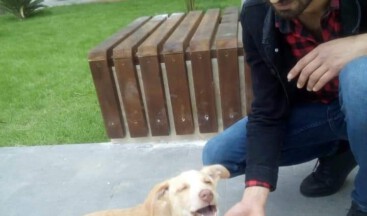 Serik Ülkü Ocakları sokak hayvanlarını unutmadı