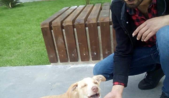 Serik Ülkü Ocakları sokak hayvanlarını unutmadı