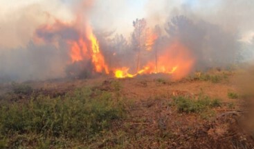 145 hektar orman kasıtlı yakılmış