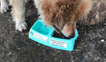 Ülkü Ocakları’ndan sokak hayvanları için Kaba Can Kat projesi HayvanDostu ÜlküOcakları