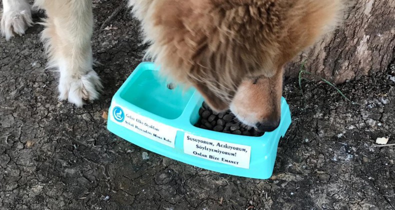 Ülkü Ocakları’ndan sokak hayvanları için Kaba Can Kat projesi HayvanDostu ÜlküOcakları