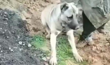 Hatay’ın Hassa ilçesindeki köpeğin zehirleme olayı için harekete geçildi