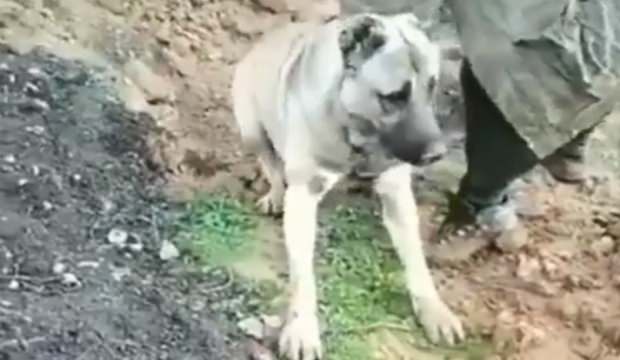 Hatay’ın Hassa ilçesindeki köpeğin zehirleme olayı için harekete geçildi