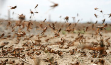 Çekirge istilası hangi ülkede? #cekirgeistilası iddiası doğru mu?