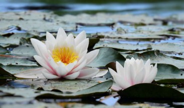 Nilüfer Bengal’de Açan En Güzel Çiçektir