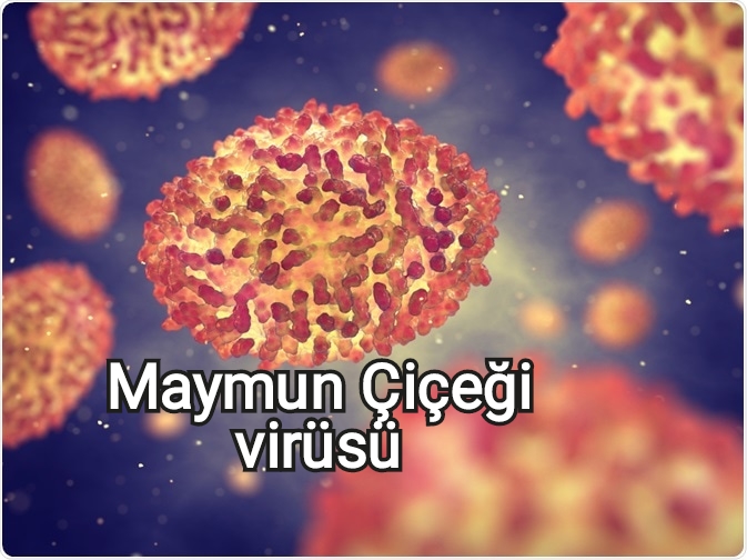 Maymun Çiçeği Virüsü Hastalığı (Monkeypox) nedir, nasıl bulaşır, aşısı var mı, korunma yolları nedir?