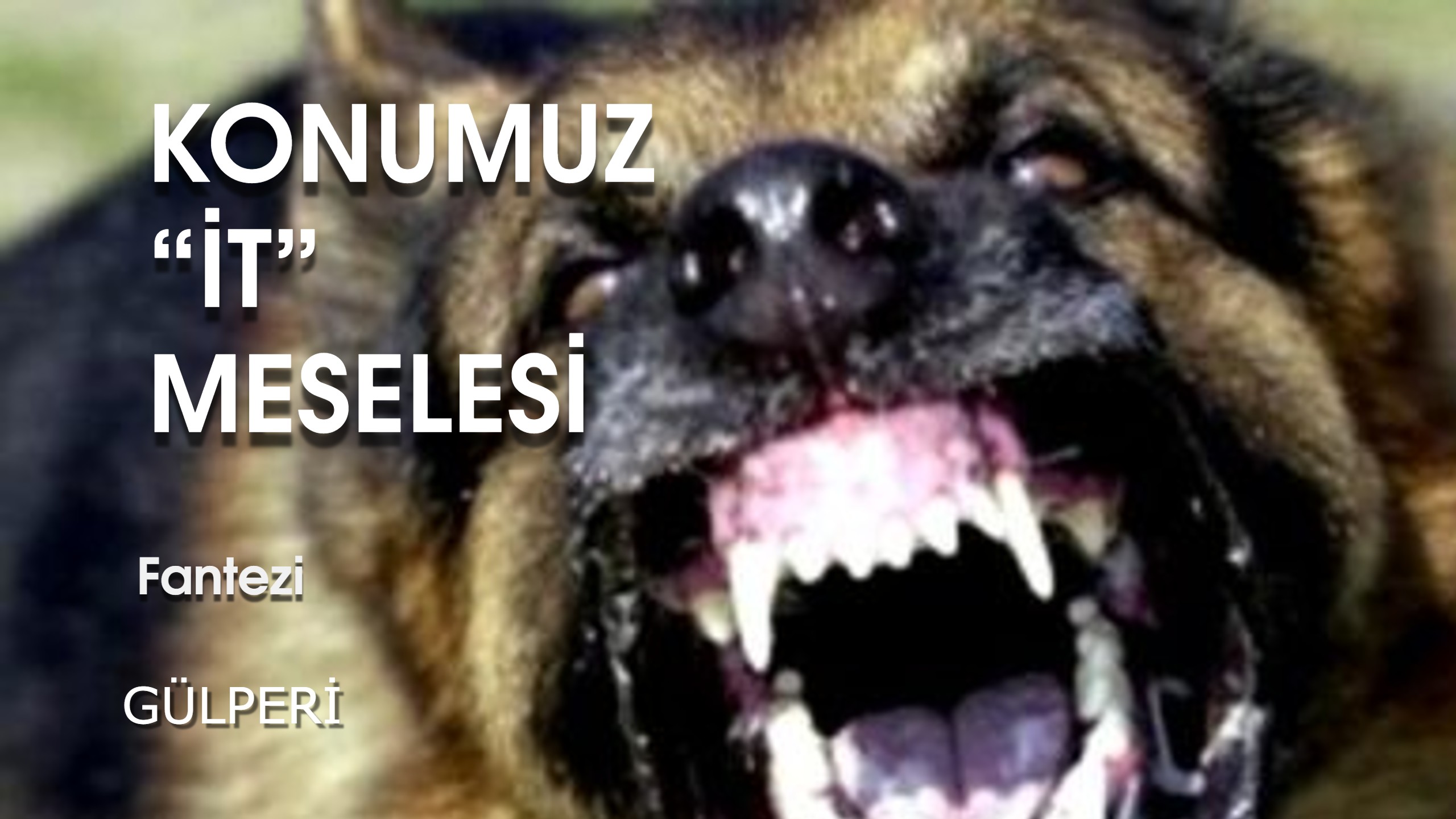 KONUMUZ  “İT” MESELESİ
