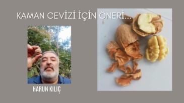Kaman cevizi için öneri…