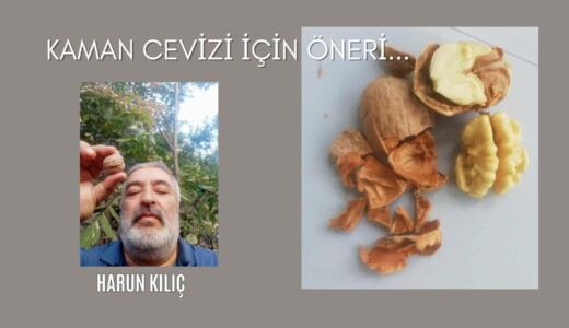 Kaman cevizi için öneri…